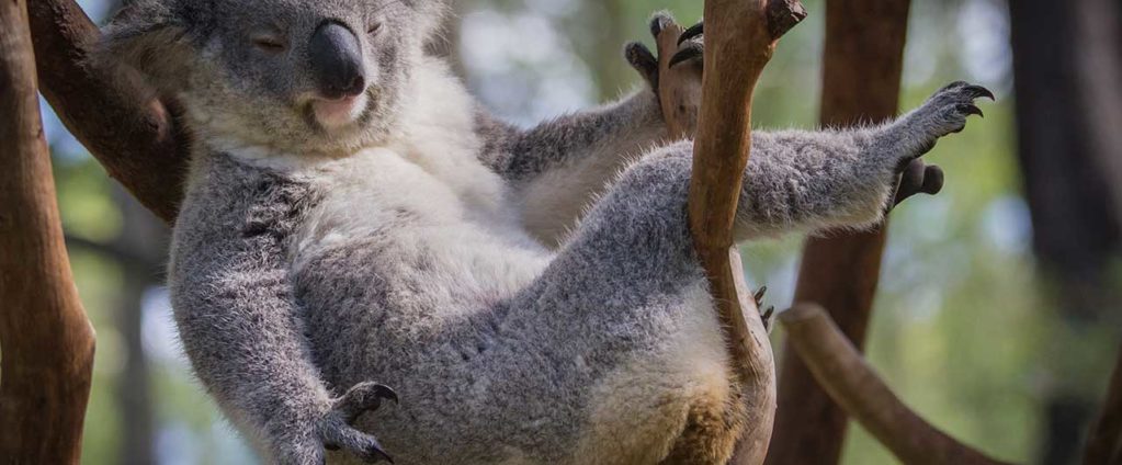 lugares para ver koalas en australia