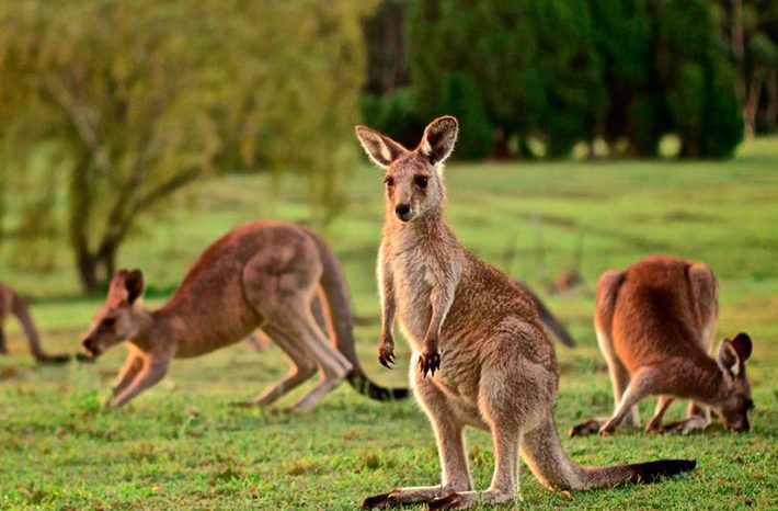 mitos sobre australia